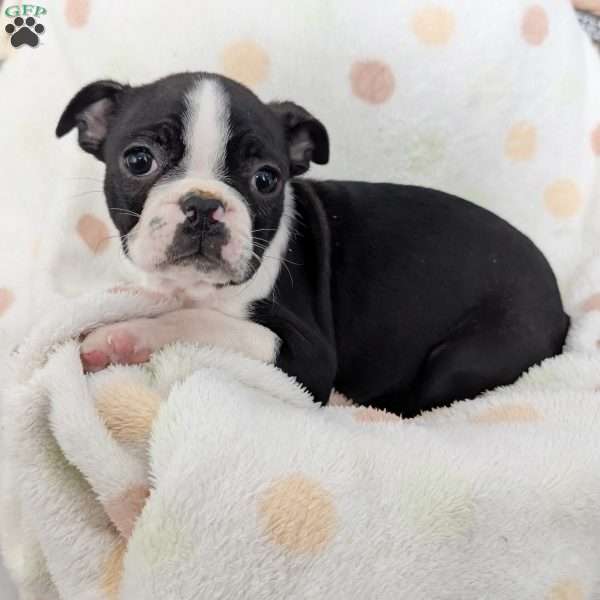 Bailey, Boston Terrier Puppy